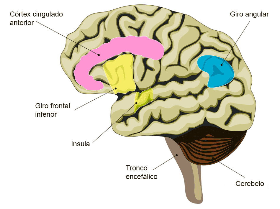 Resultado de imagen de corteza cingulada e ínsula en cerebro"