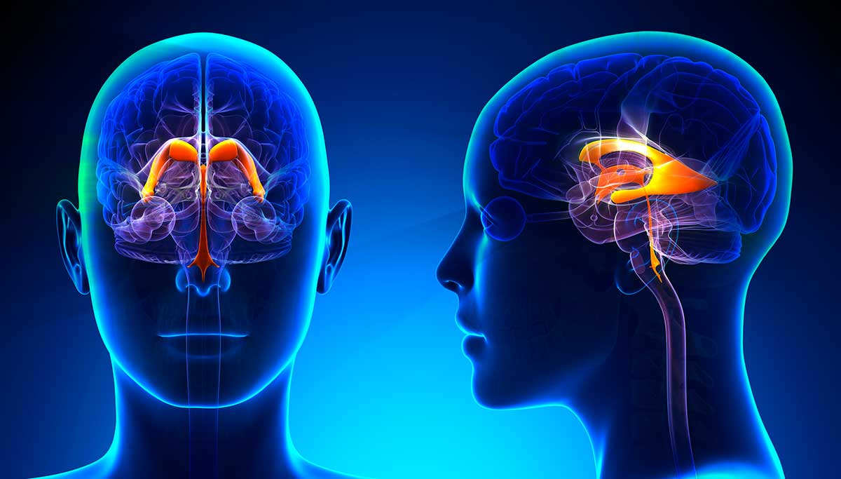 Ventrículos, meninges y líquido cefalorraquídeo: la protección del SNC