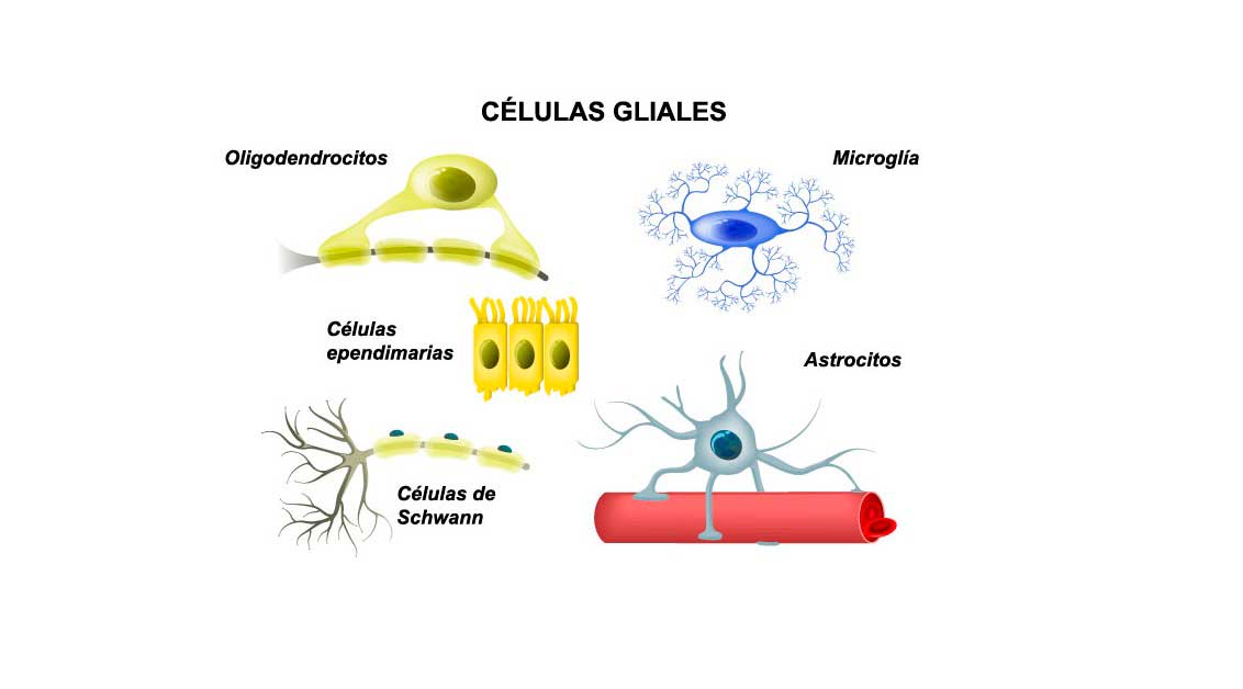 Las células gliales (neuroglias) del sistema nervioso: Qué son, tipos y funciones