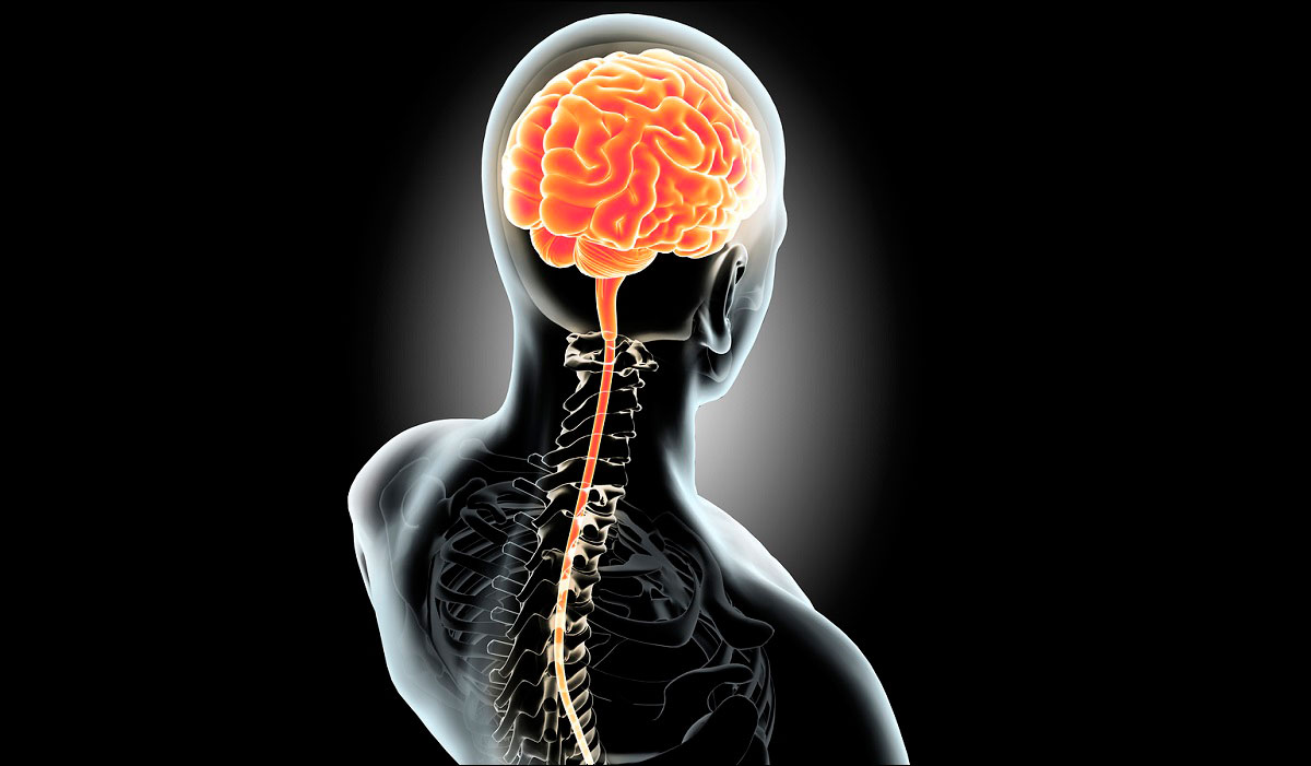 Sistema Nervioso Central: estructura, funciones y enfermedades:
