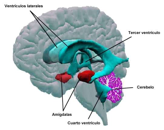 Funciones de las Amígdalas cerebrales Amígdalas cerebrales