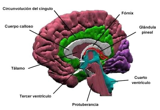 Corte transversal del cerebro Corte transversal del cerebro