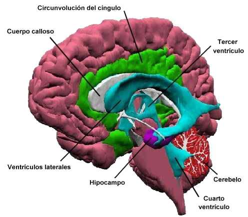 Corte transversal del cerebro: Hipocampo Corte transversal Hipocampo