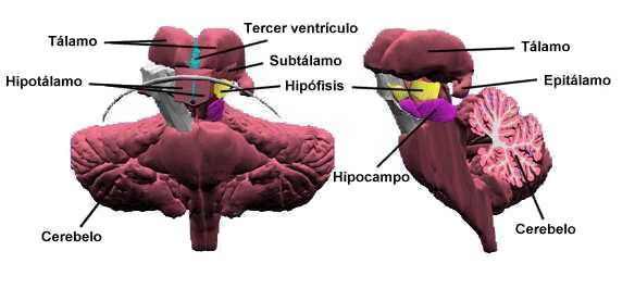 Partes y funciones del Diencéfalo Diencéfalo anatomía