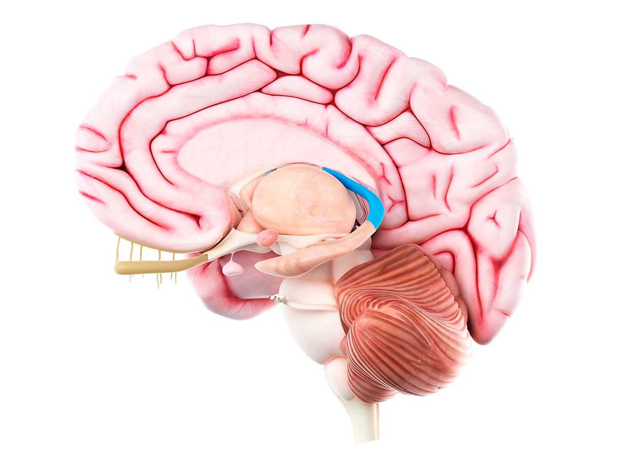 Fornix