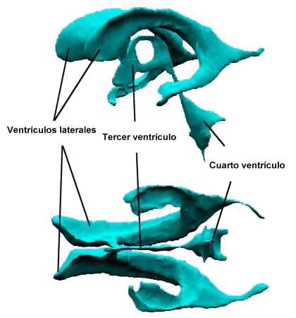 Partes y funciones de los Ventrículos cerebrales Funciones de los Ventrículos cerebrales