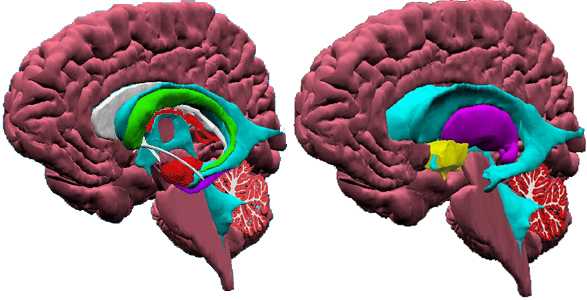 cerebro partes funciones anatomia
