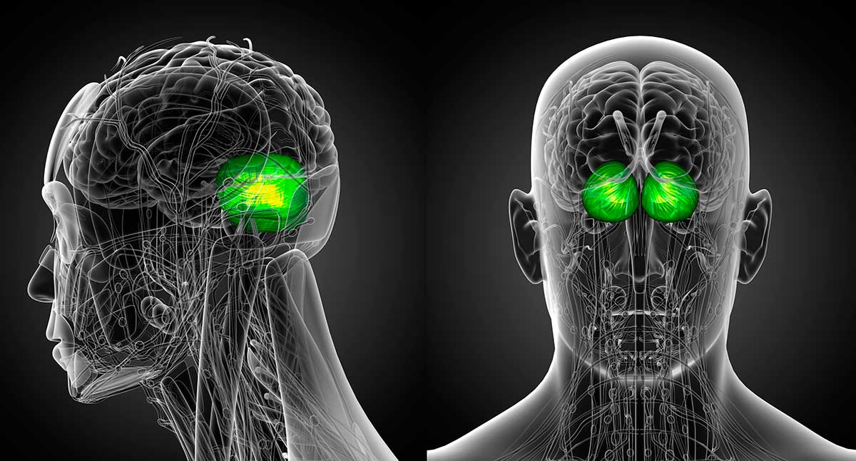 La Hipoplasia Cerebelosa, en qué consiste