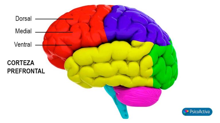 Corteza Prefrontal Medial
