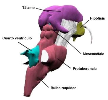 Partes Tronco Encefálico Partes Tronco Encefálico