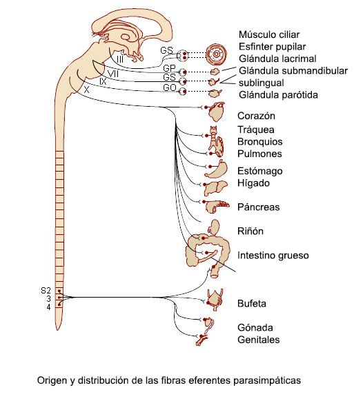 Fibras eferentes parasimpáticas - Sistema Nervioso Parasimpático