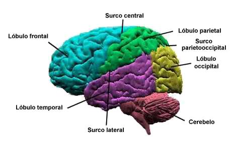 Partes del cerebro - Corteza cerebral