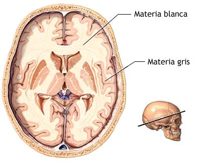 Materia blanca y gris del cerebro