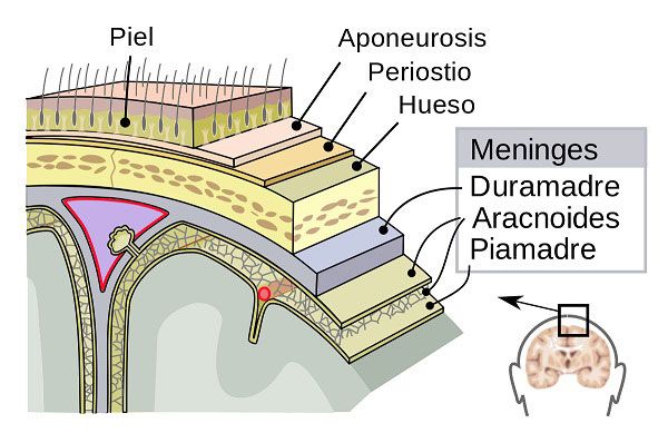 Hidrocefalia: un trastorno hidrodinámico del líquido cefalorraquídeo meninges