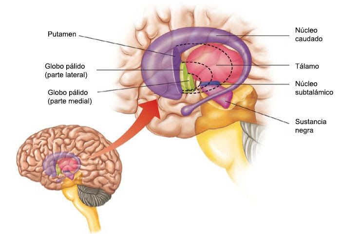 [Imagen: nucleo-accumbens-partes.jpg]