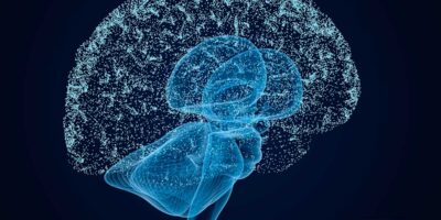 Neurona Cerebro